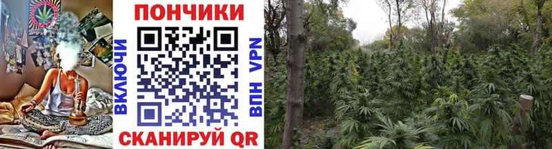 Конопля сатива  продажа наркотиков  Урюпинск 